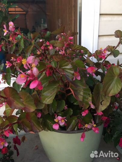 Толстянка,колеусы,бегония,герарь