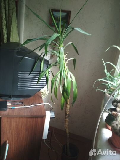 Продам цветы комнатные