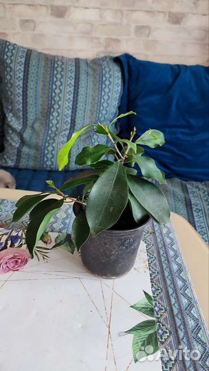 Фикус, монстера