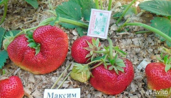 Клубника сортовая рассада
