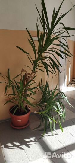 Комнатные цветы юкка