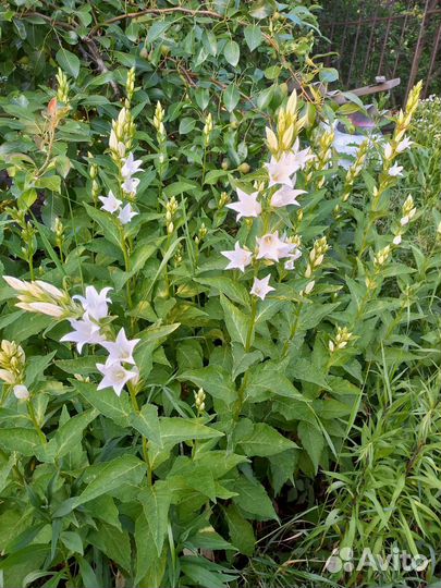 Колокольчик широколистный(многолетник)