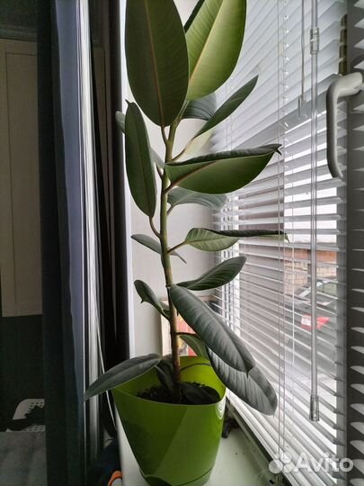 Фикус каучуконосный