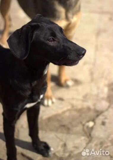 Собаки из приюта. Вы можете их спасти