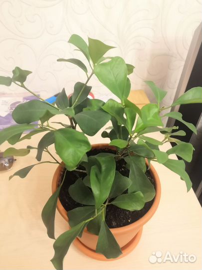 Фикус триангулярис