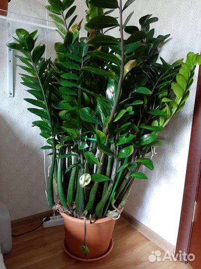 Растения замиокулькас и спатифиллум