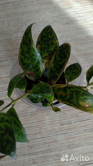 Цикламен махровый