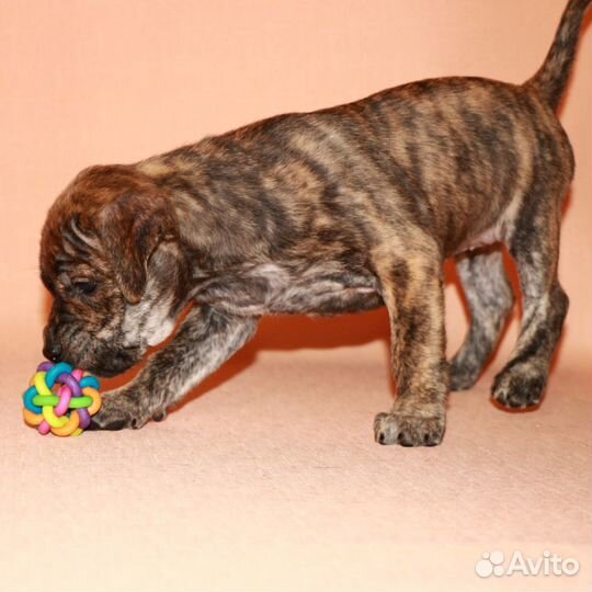 Продажа щенков Ка Де Бо