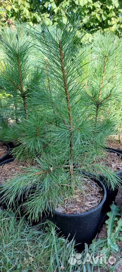 Саженцы кедра