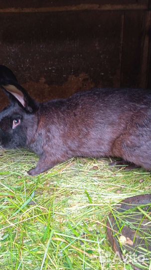 Кролики мясных пород