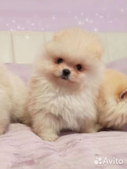 Кремовый мишка