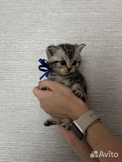 Чистокровные шотландские котята