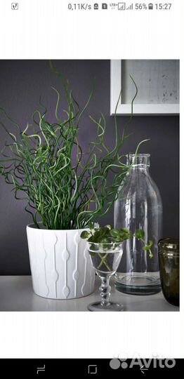 Джункус спиралис