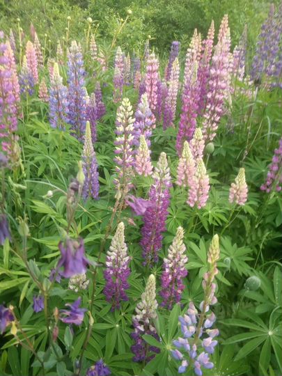 Участок 8 сот. (СНТ, ДНП)