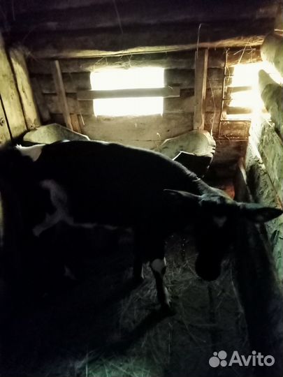 Частное лицо