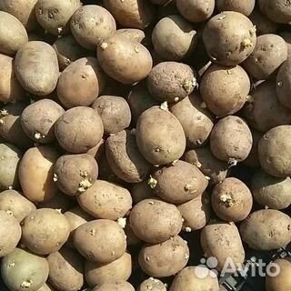 Семенной картофель