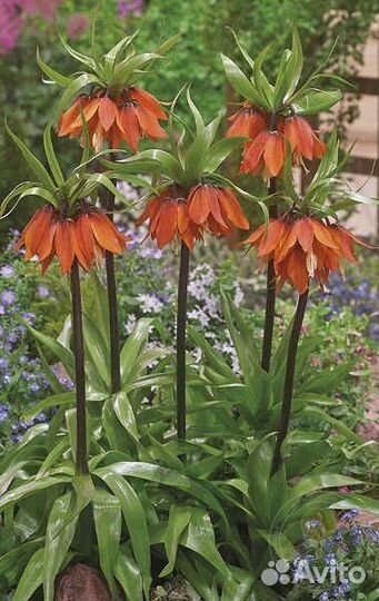 Цветы для сада