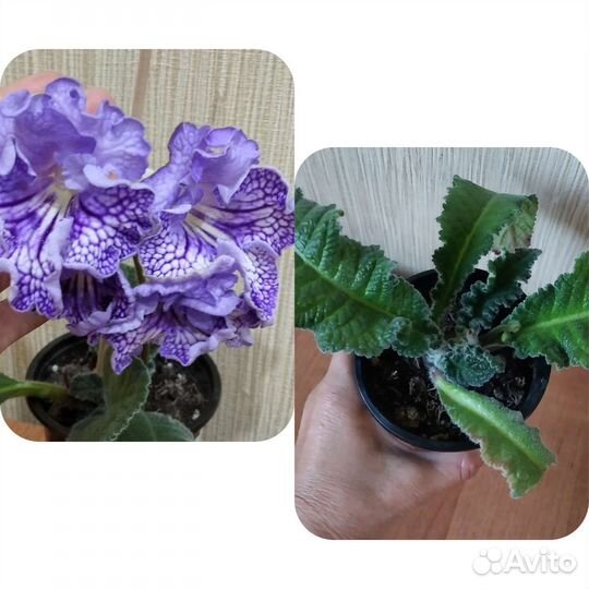 Стрептокарпусы и глоксинии