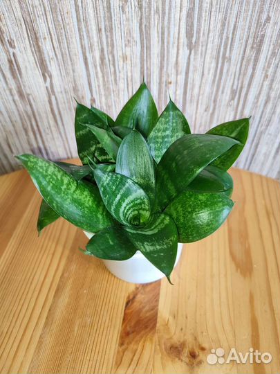 Сансевиерия