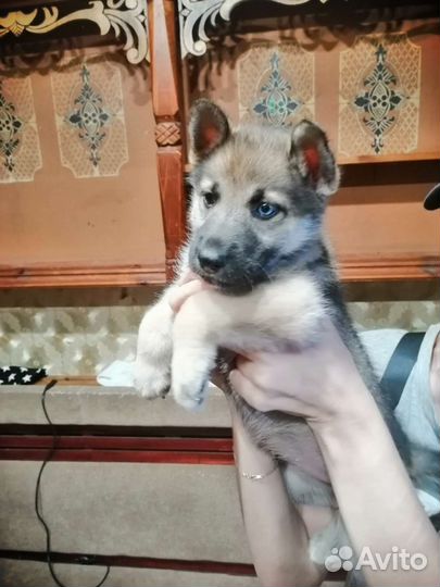 Собаки щенки