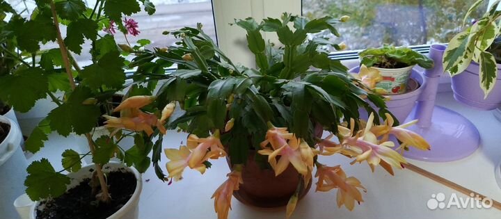 Белый и жёлтый декабрист