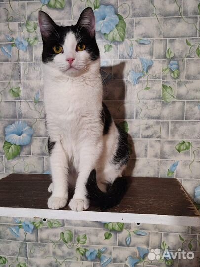 Кошки бесплатно