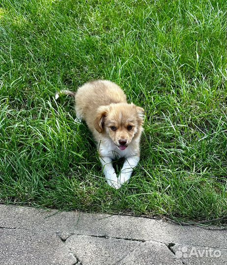 Собака в добрые руки, щенок