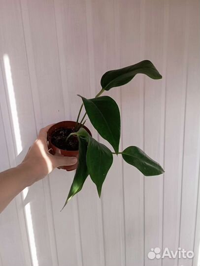 Антуриум шерцера(красный). Монстера Фридрихшталя