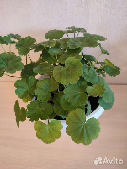 Герань пеларгония