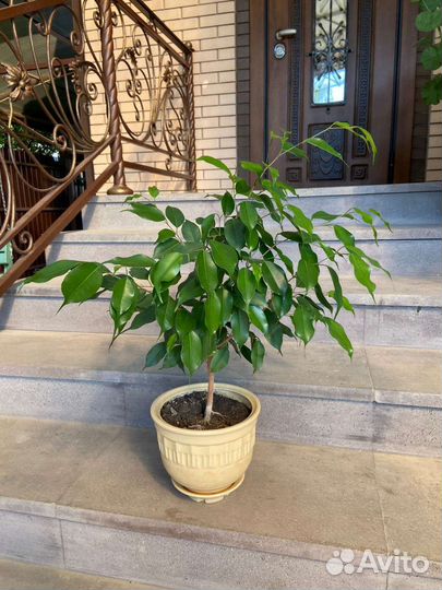 Фикус бенджамина