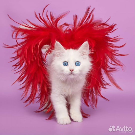 Котята для души