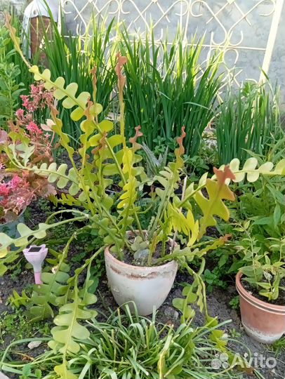 Цветы домашние. Эпифиллум угловатый