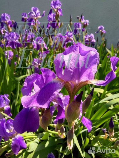 Ирисы