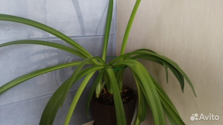 Гиппеаструм или комнатная лилия