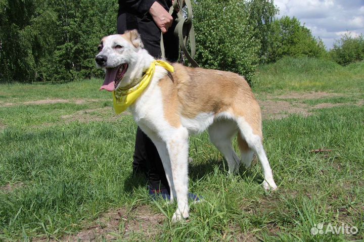 Молодая собака ищет дом