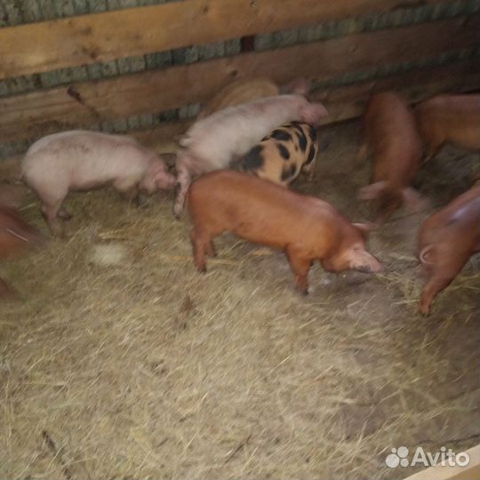 Свиноматка