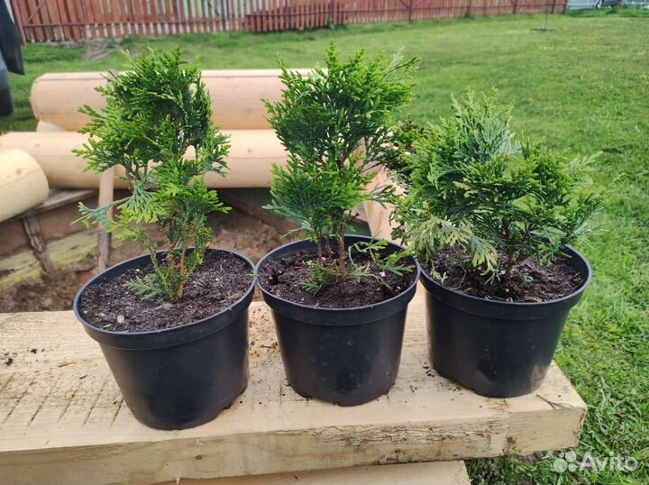 Туя западная шаровидная Даника (Daniса) в горшке