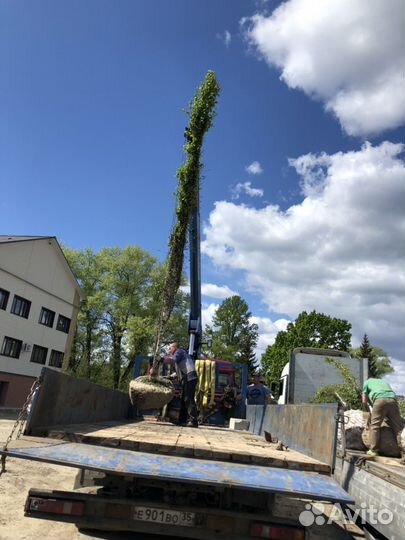 Сосна ель береза клен дуб липа крупномеры