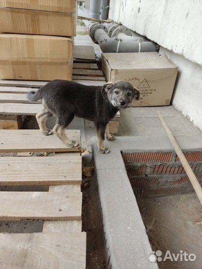 Щенок дворянской породы