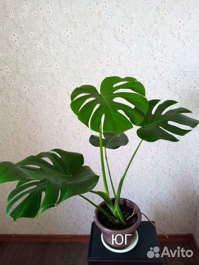 Монстера - комнатные цветы