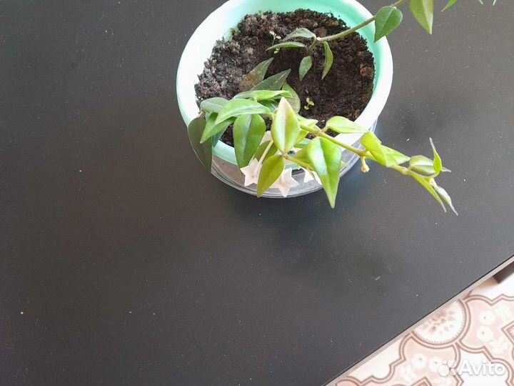 Хойи продажа и фикус