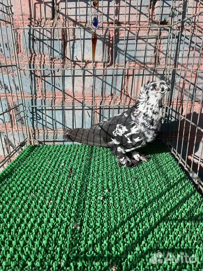 Голуби узбекские двухчубые