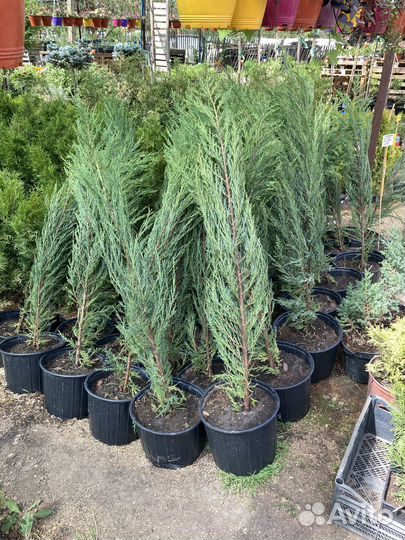 Можжевельник скальный Блю эрроу, скайрокет мунглоу