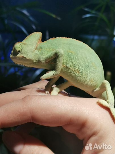 Йеменский хамелеон