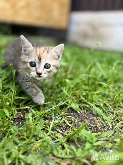 Котята отдам бесплатно