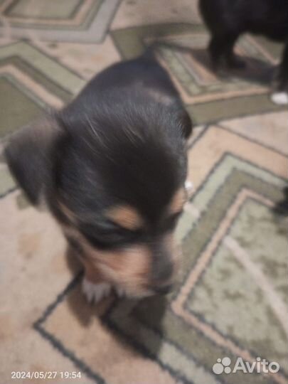 Той-терьер щенки