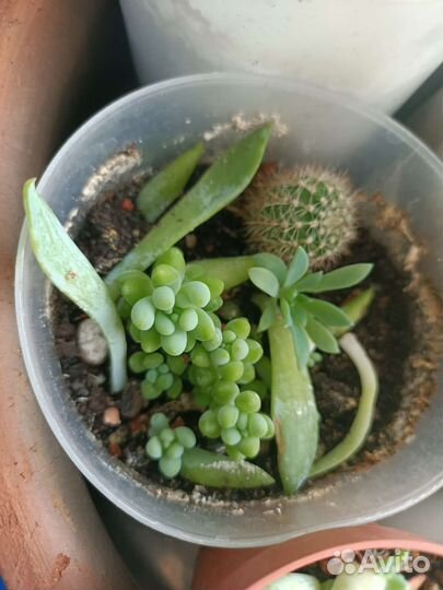 Растение суккуленты очиток