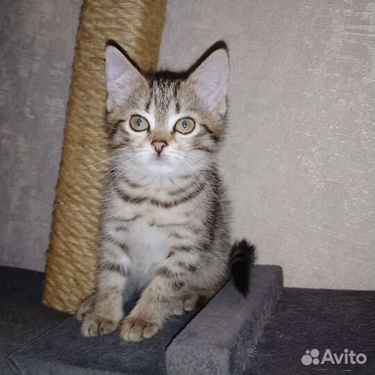 Котята от британской кошки