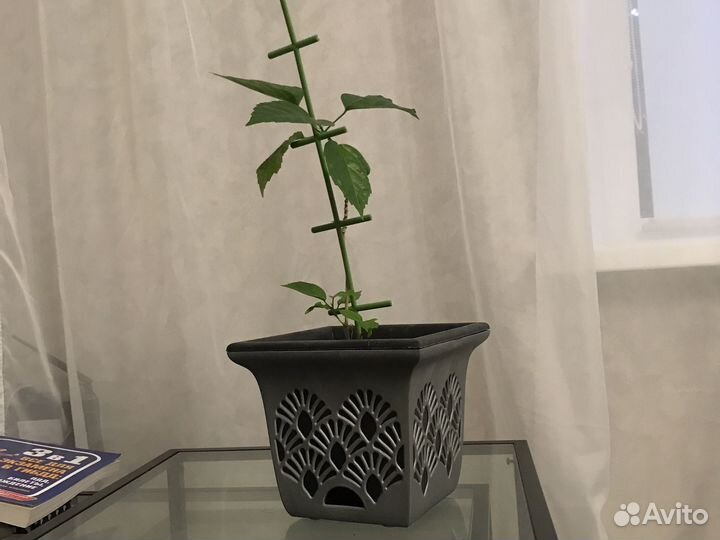 Гибискус китайская роза