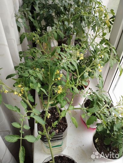 Продам излишки комнатных помидор